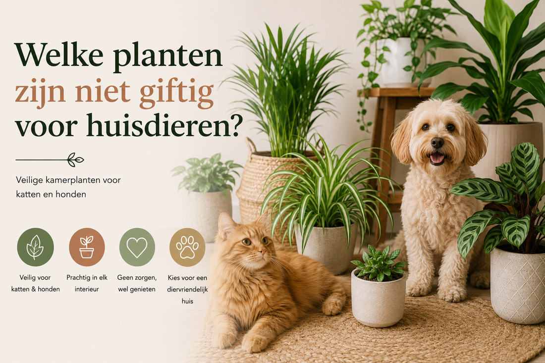 Welke planten zijn niet giftig voor huisdieren? 15 veilige kamerplanten