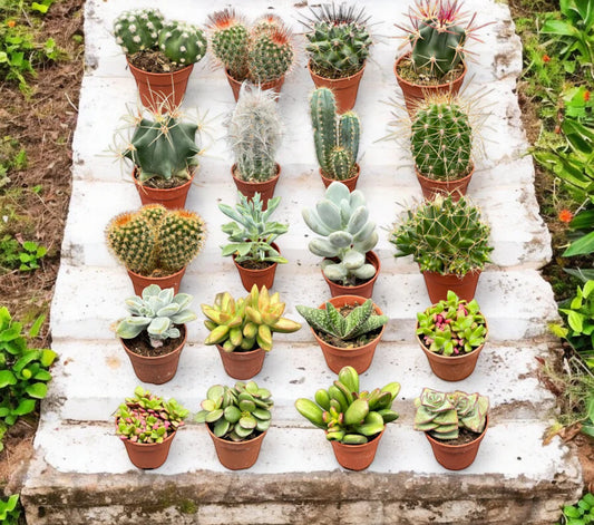 Cactussen en vetplanten: Zo houd je ze gezond en gelukkig