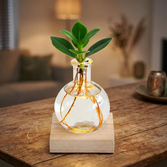 Planten op water in huis: inspiratie voor ieder interieur