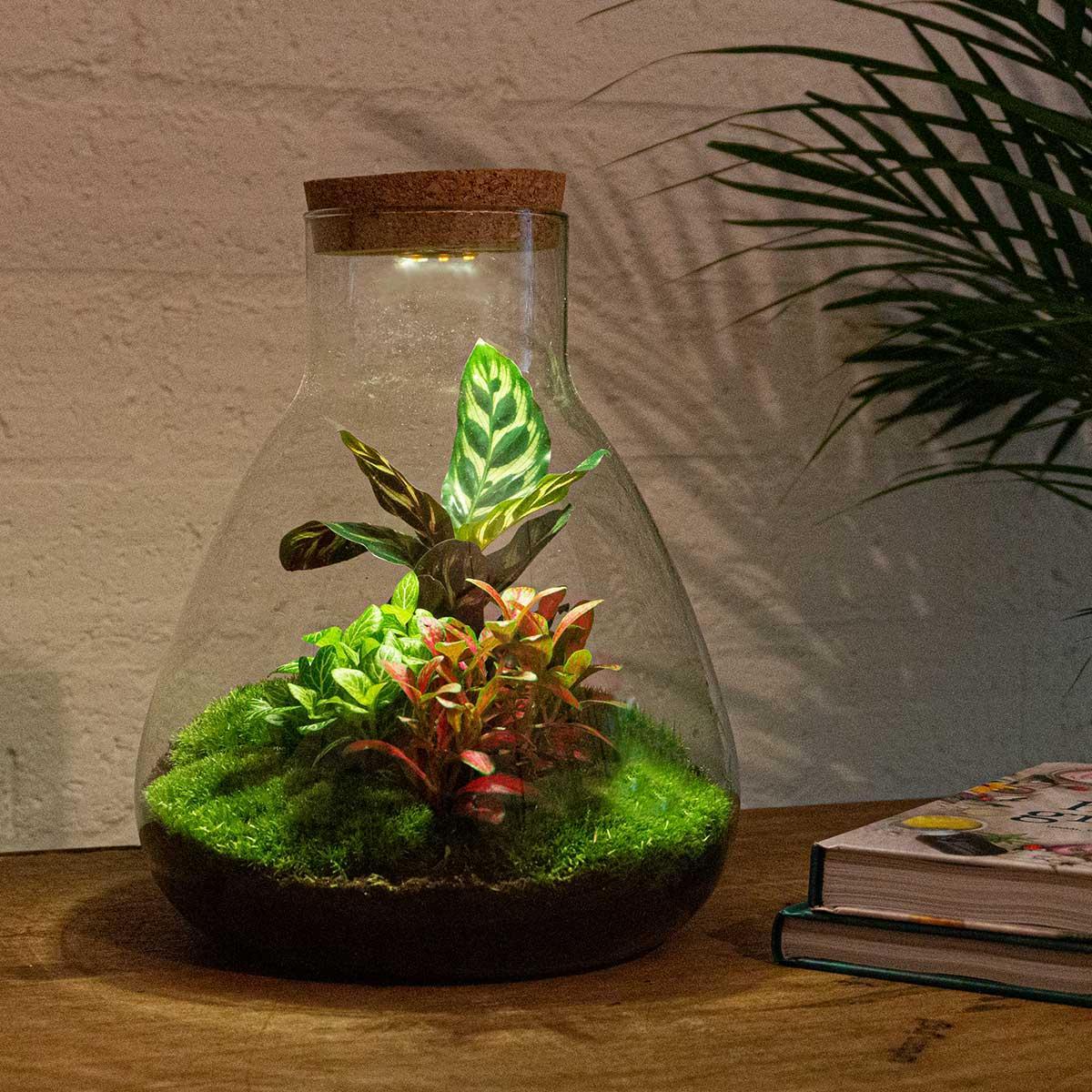 Terrarium met planten in glazen pot – DIY mini ecosysteem