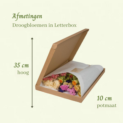 Droogbloemen in Letterbox Multi