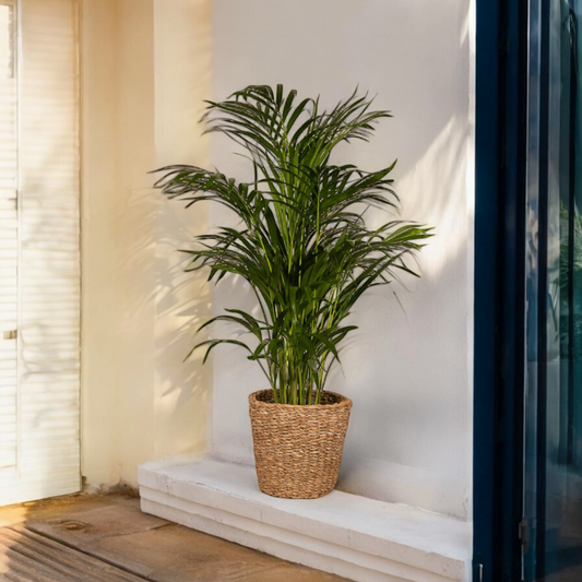 Areca palm - ↨85cm - Ø19cm