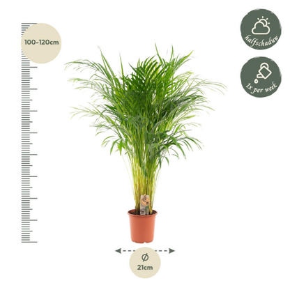 Areca palm - ↨110cm - Ø21cm