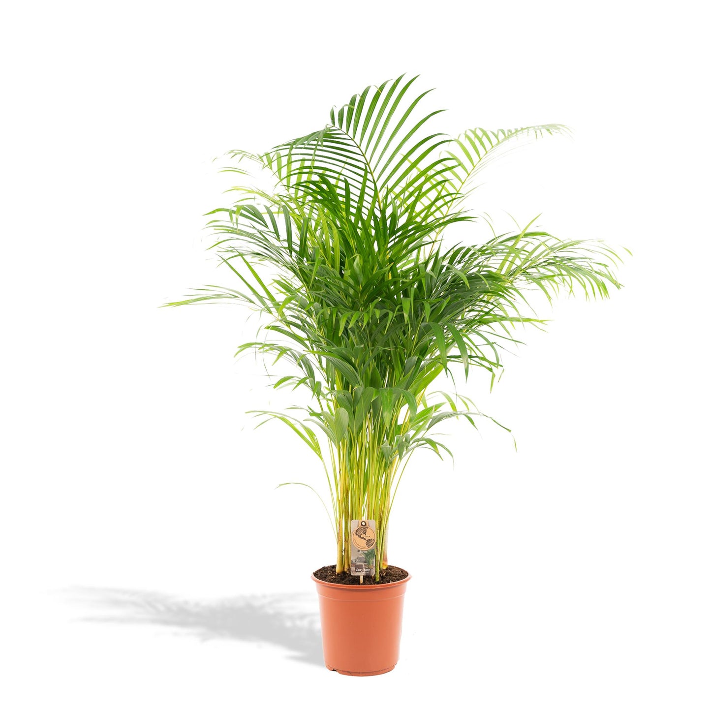 Areca palm - ↨130cm - Ø24cm