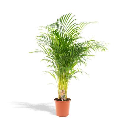 Areca palm - ↨130cm - Ø24cm