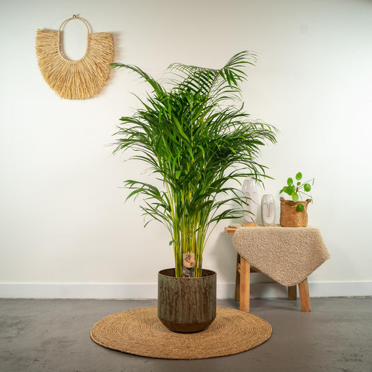 Areca palm - ↨130cm - Ø24cm