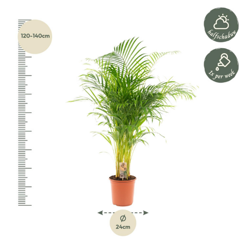 Areca palm - ↨130cm - Ø24cm