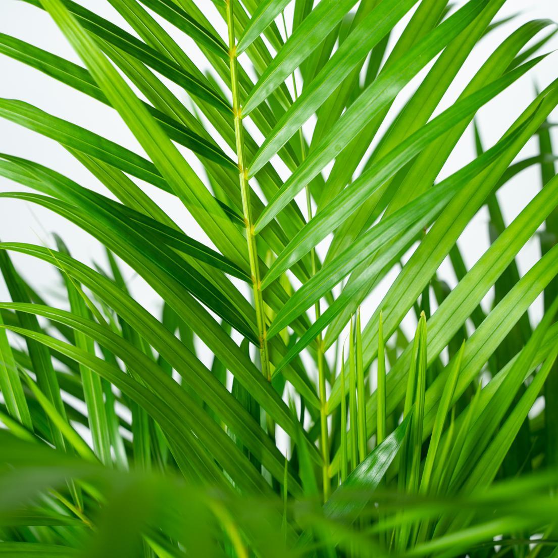 Areca palm - ↨130cm - Ø24cm