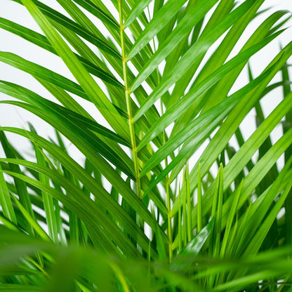 Areca palm - ↨130cm - Ø24cm
