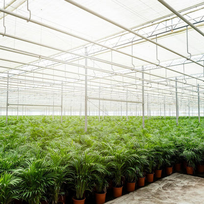 Areca palm - ↨130cm - Ø24cm