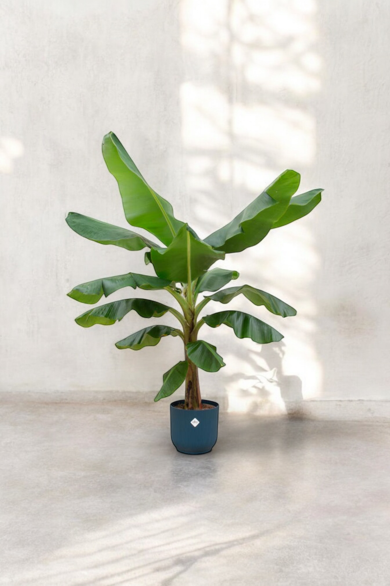 Bananenplant (Musa) - incl. bloempot Blauw - ↨180cm - Ø30cm
