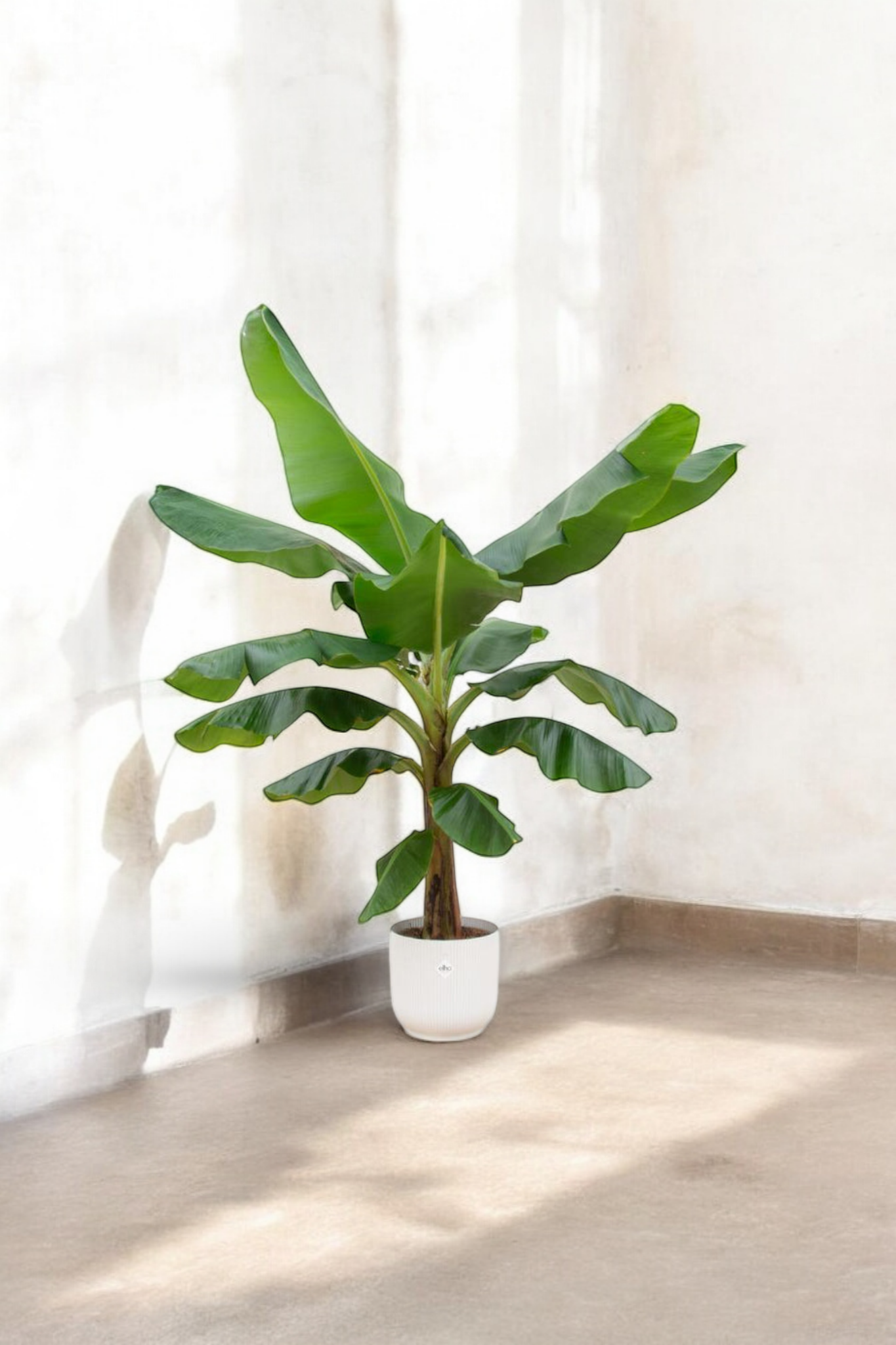 Bananenplant (Musa) - incl. bloempot Wit - ↨180cm - Ø30cm