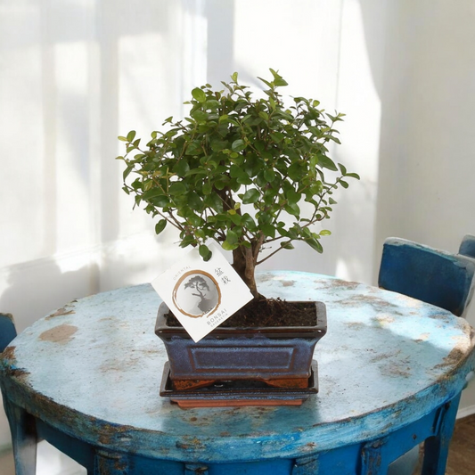 Bonsai - ↨30cm - Ø15
