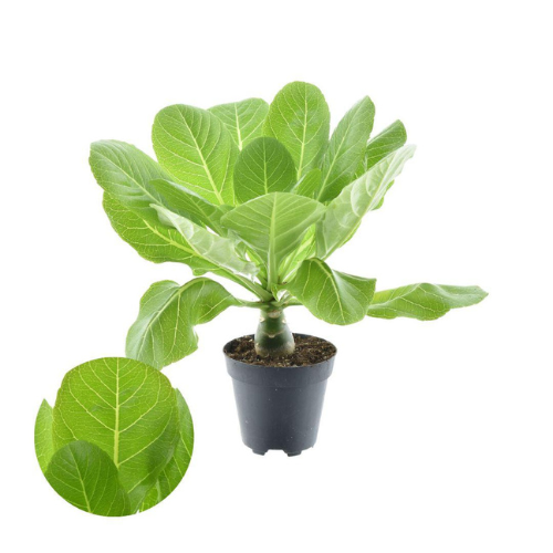 Brighamia Insignis 'Hawaii Palm' - ↨37cm - Ø12cm