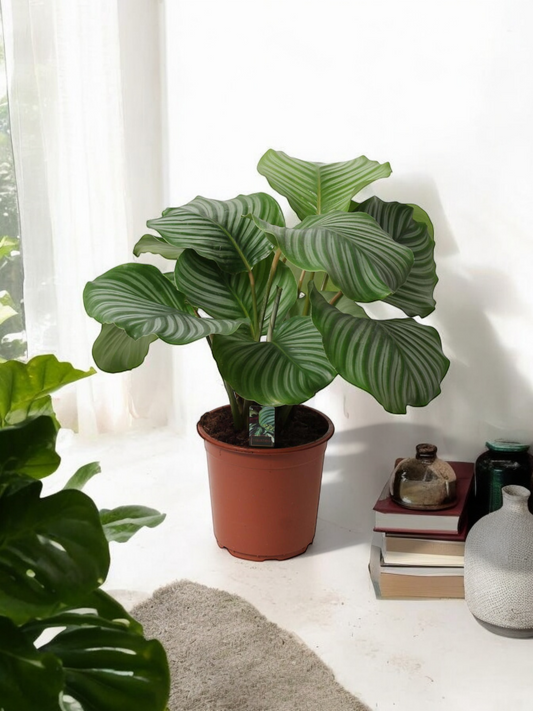 Calathea Orbifolia - ↨50cm - Ø21cm
