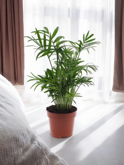 Chamaedorea Elegans - ↨40cm - Ø12cm