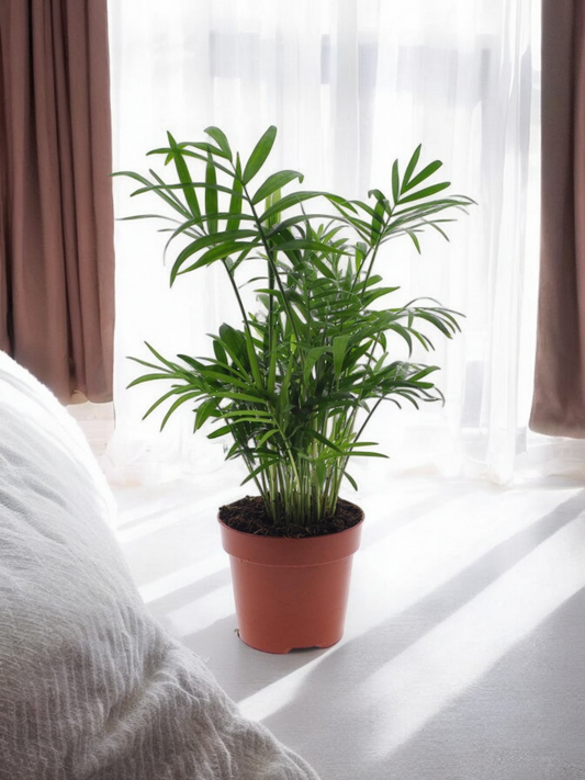 Chamaedorea Elegans - ↨40cm - Ø12cm