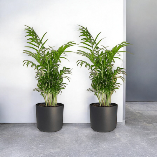 Chamaedorea Elegans (Mexicaanse Bergpalm) - 2 stuks - ↨55cm -Ø17cm