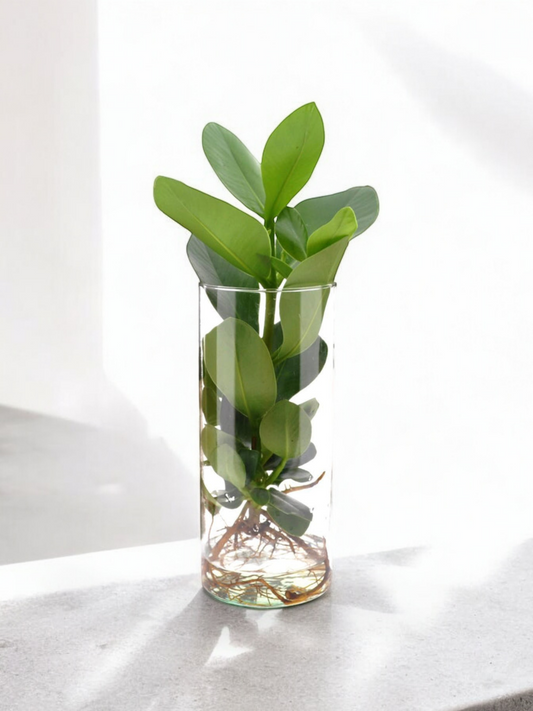 Clusia In cilinder glas - ↨30cm - Ø12cm