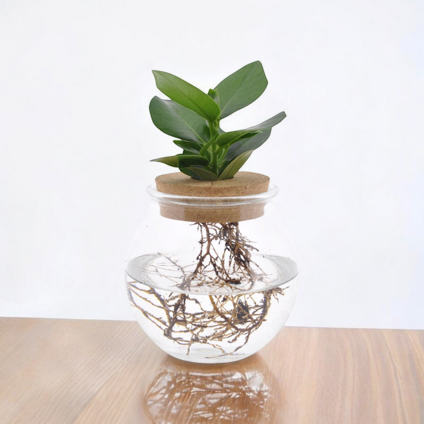 Clusia in bolglas + klikkurk - ↨30cm - Ø12cm