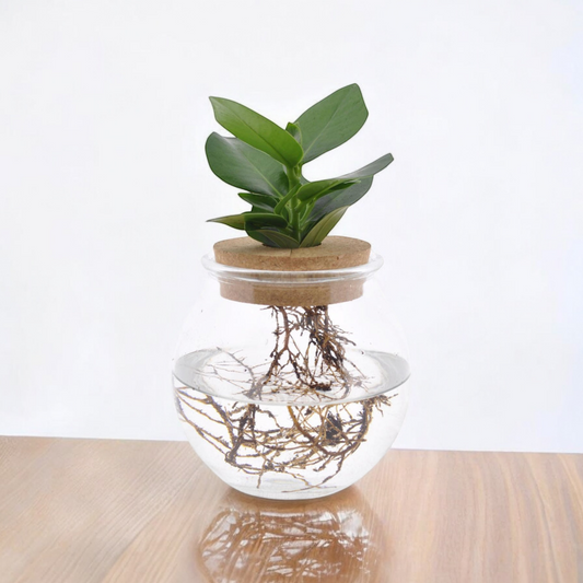 Clusia in bolglas + klikkurk - ↨30cm - Ø12cm