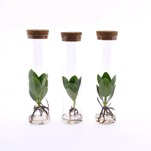 Clusia in Tube Glas - 3 stuks - ↨15cm - Ø5cm