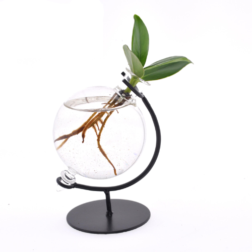 Clusia in victoria glas - ↨10cm - Ø5cm