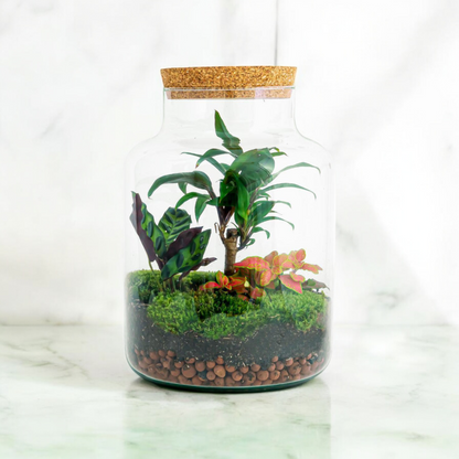 DIY terrarium Milky Palm - ↨30cm - Ø21cm