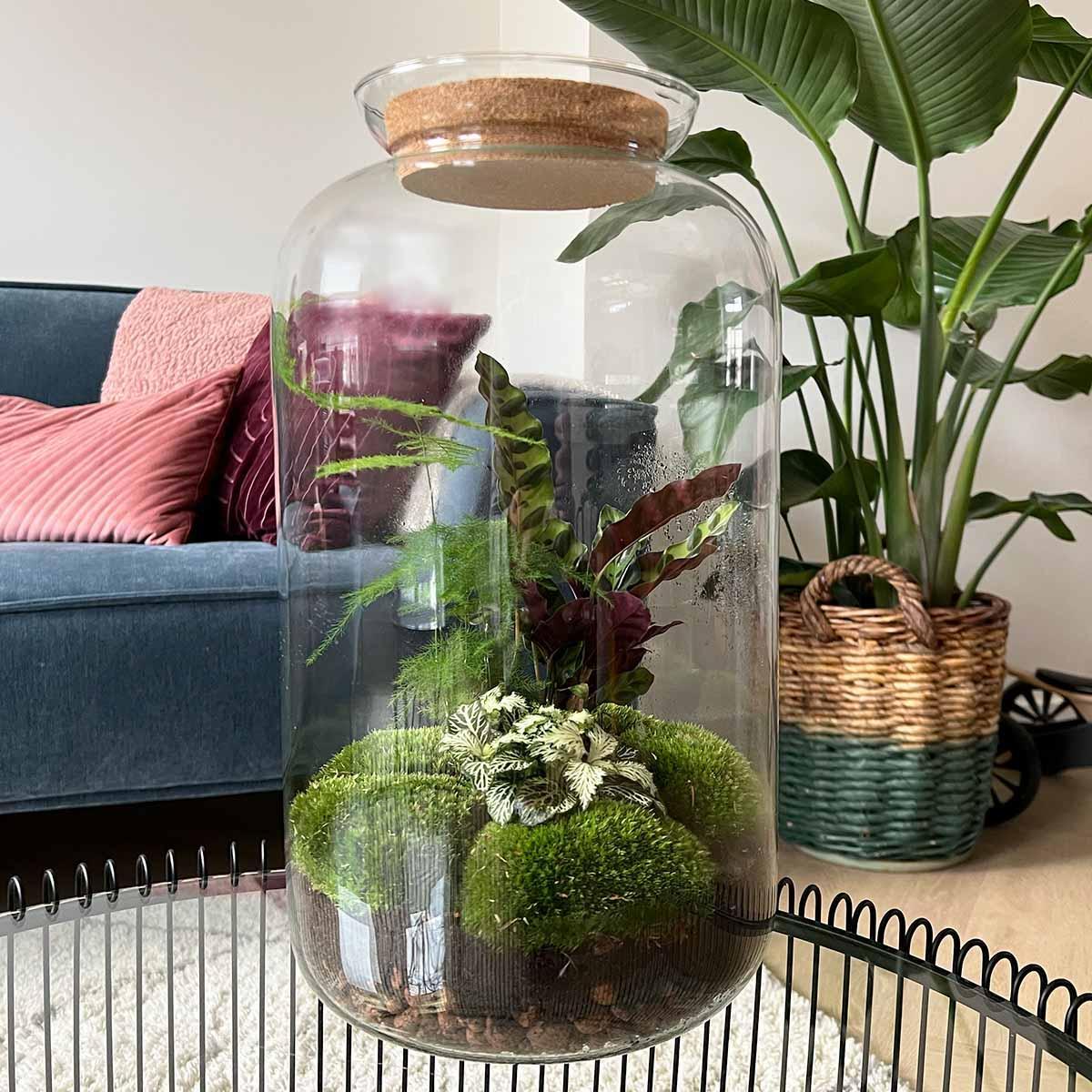 DIY terrarium Botanical Sven XL - Met verlichting - ↨43cm - Ø23cm