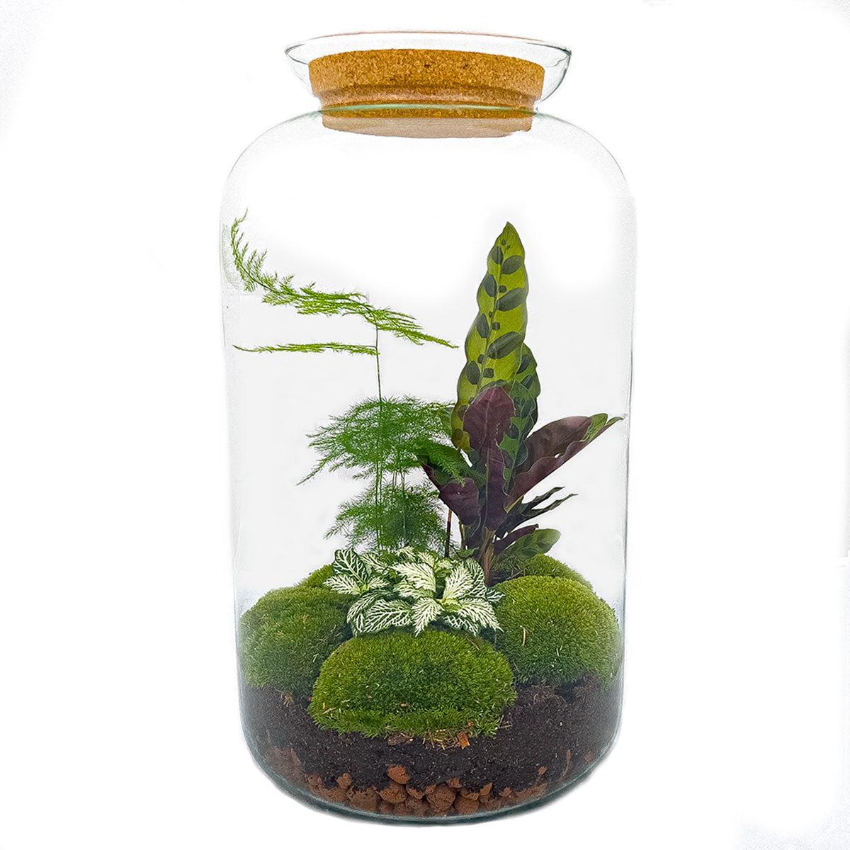 DIY terrarium Botanical Sven XL - Met verlichting - ↨43cm - Ø23cm