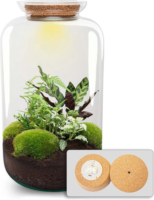 DIY terrarium Botanical Sven XL - Met verlichting - ↨43cm - Ø23cm