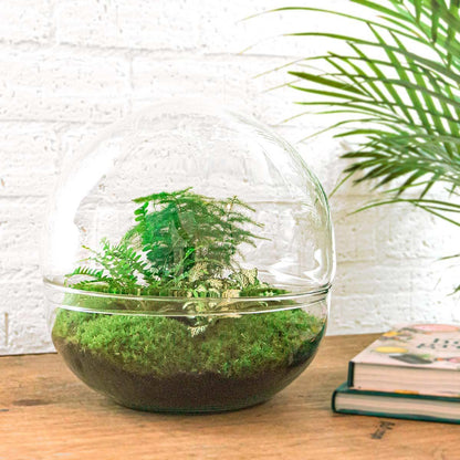 DIY terrarium Dome XL - ↨30cm - Ø30cm Luxe Planten