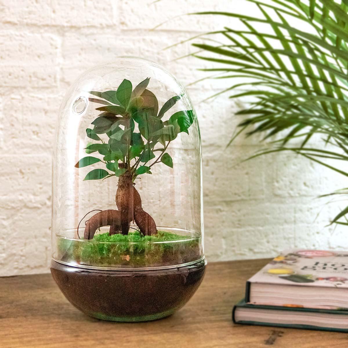 DIY terrarium Egg XL Bonsai - ↨30cm - Ø17cm