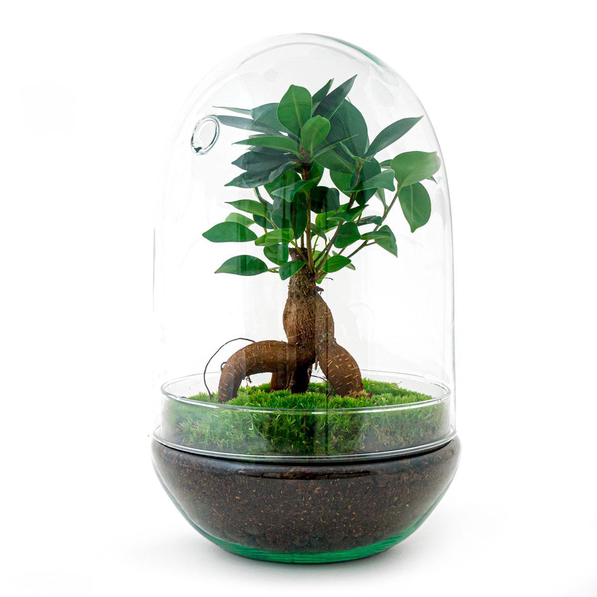 DIY terrarium Egg XL Bonsai - ↨30cm - Ø17cm