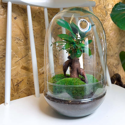 DIY terrarium Egg XL Bonsai - ↨30cm - Ø17cm