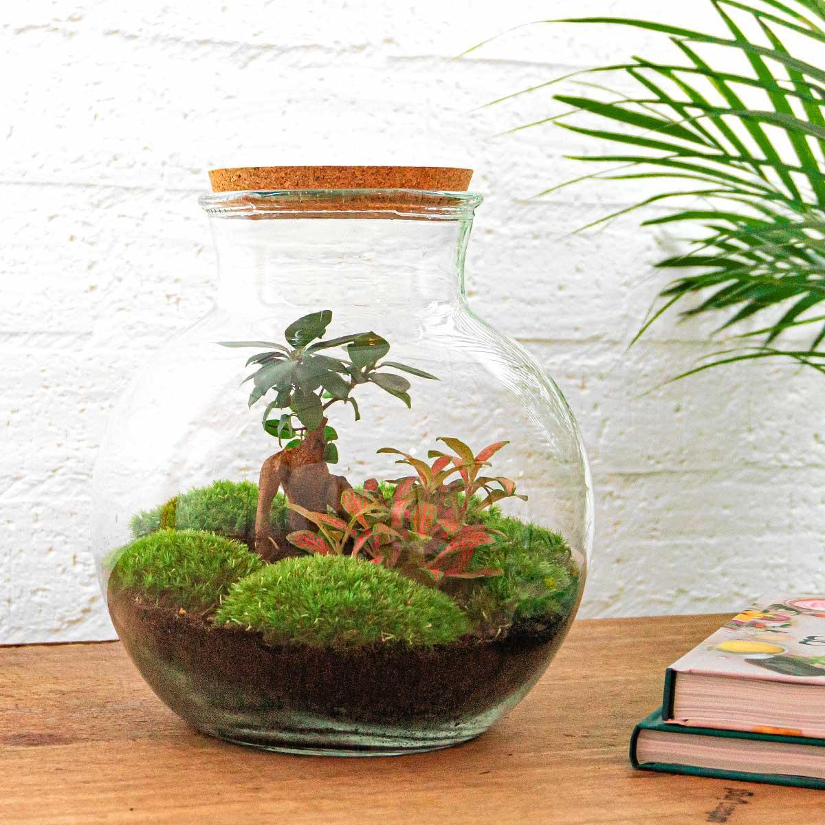 DIY terrarium Teddy bonsai - ↨26,5cm - Ø25cm - Luxe Planten