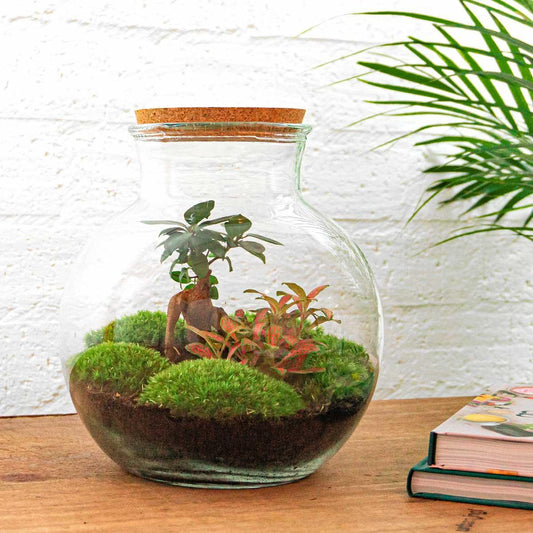 DIY terrarium Teddy bonsai - ↨26,5cm - Ø25cm - Luxe Planten