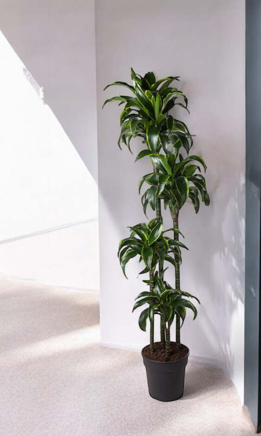 Dracaena Dorado - ↨170cm - Ø27cm