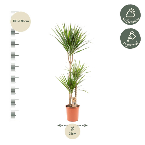 Dracaena Marginata - ↨120cm - Ø21cm