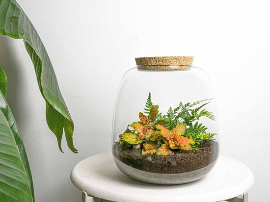 Emma Mini - Fittona Ruby Lime - DIY planten Terrarium - ↨20cm - Ø19cm