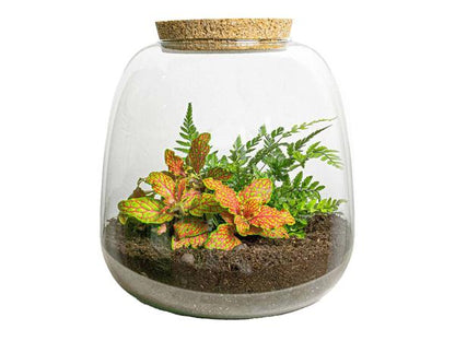 Emma Mini - Fittona Ruby Lime - DIY planten Terrarium - ↨20cm - Ø19cm