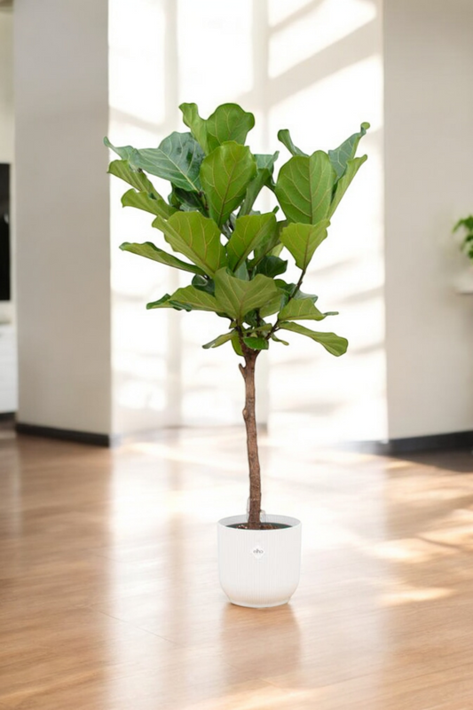 Ficus Lyrata stam - incl. bloempot Wit - ↨160cm - Ø30cm