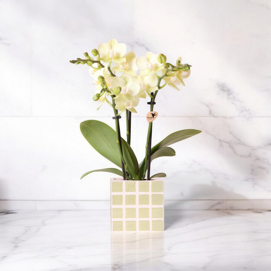 Gele phalaenopsis orchidee Mexico + Mosa sierpot groen - Ø9cm