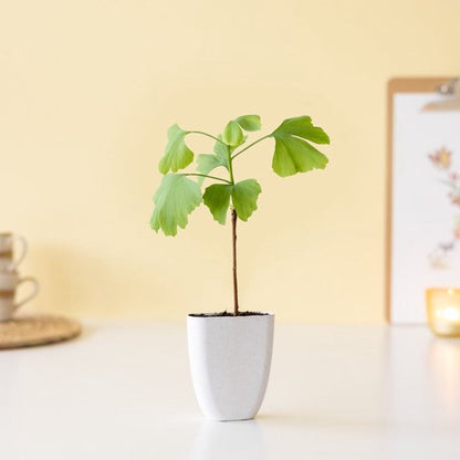 Ginkgo Biloba in brievenbusdoosje