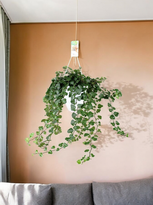 Hedera Helix Wonder - ↨70cm - Ø17cm