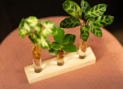Hydroponie cadeaubox - Brievenbuspakket - ↨10cm - Ø7cm