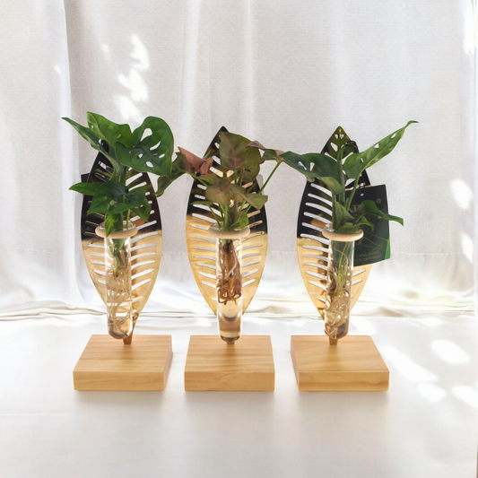 Kamerplanten Mix in verona glas - Ø7cm - ↕10cm - Luxe Planten
