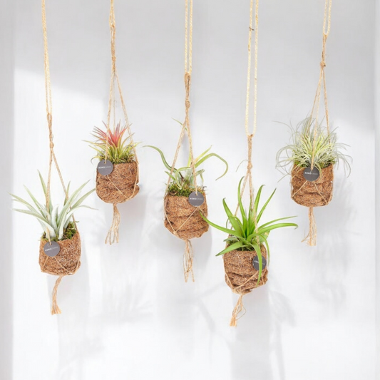 Kokodama Birdnest Tillandsia - 5 stuks - ↨5cm - Ø7 - Luxe Planten 