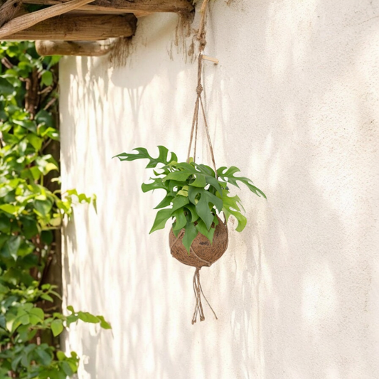 Kokodama Monstera Minima Hang - Gatenplant - ↨25cm - Ø15