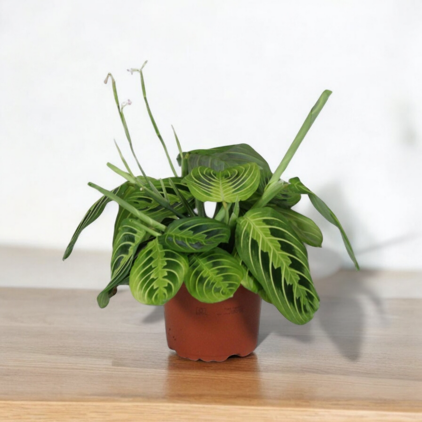 Maranta Leuconeura Fascinator Lemon Lime - ↨30cm - Ø12